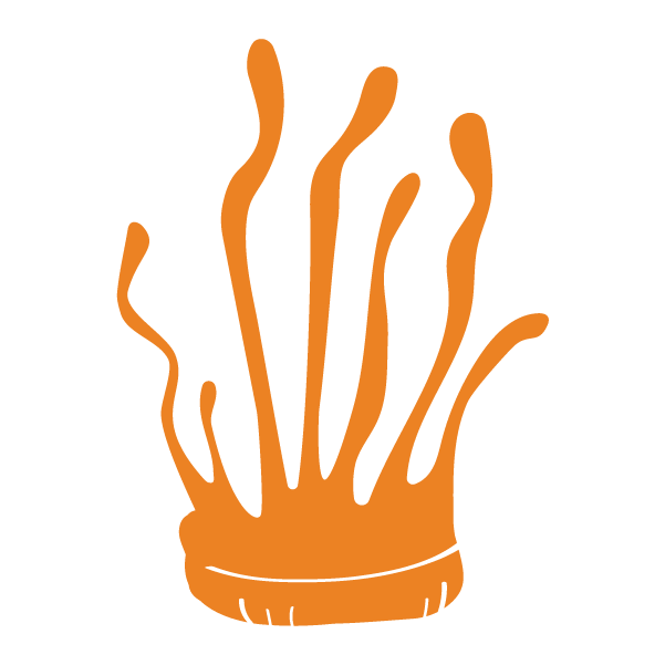Cordyceps mushroom